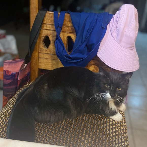 🐰🐈‍⬛🥬🪴Pets eatting + playing 
June 2022 from Arizona Update 2025🥳💝 - Picture 10 of 13